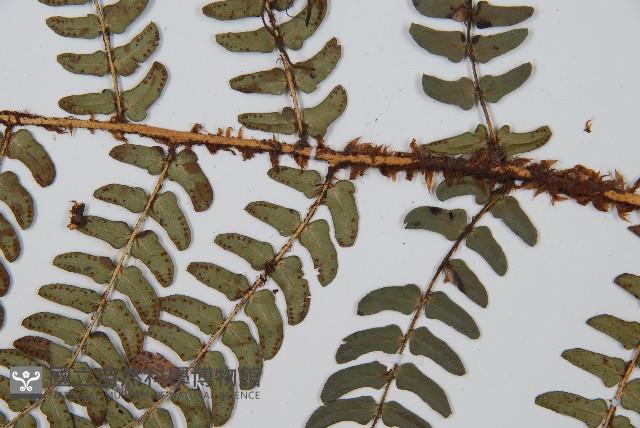 闊鱗鱗毛蕨藏品圖，第3張