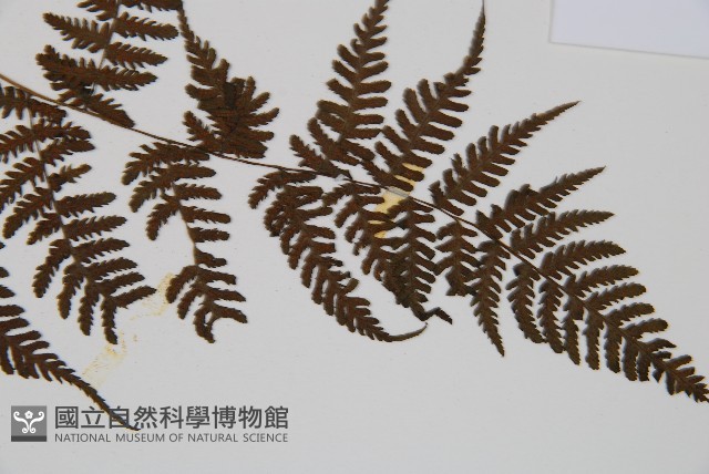 大葉貞蕨藏品圖，第3張