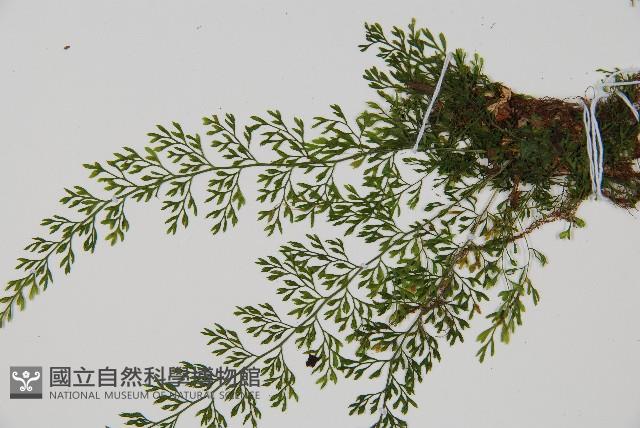 薄葉鐵角蕨藏品圖，第3張