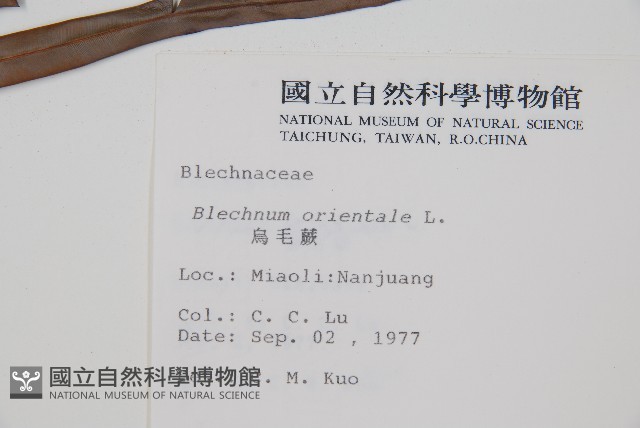 烏毛蕨藏品圖，第2張