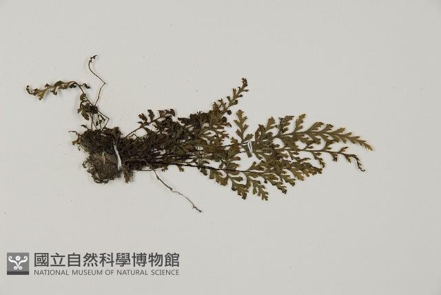 粉葉蕨藏品圖，第2張