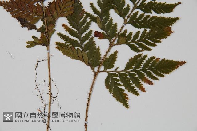 鱗葉陰石蕨藏品圖，第3張