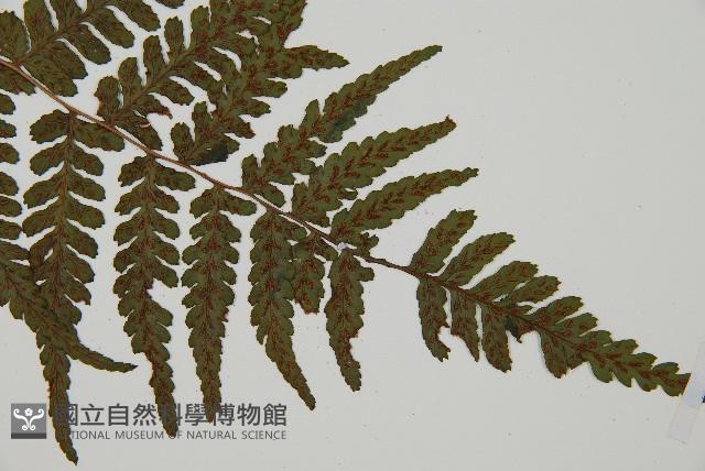 阿里山蹄蓋蕨藏品圖，第3張