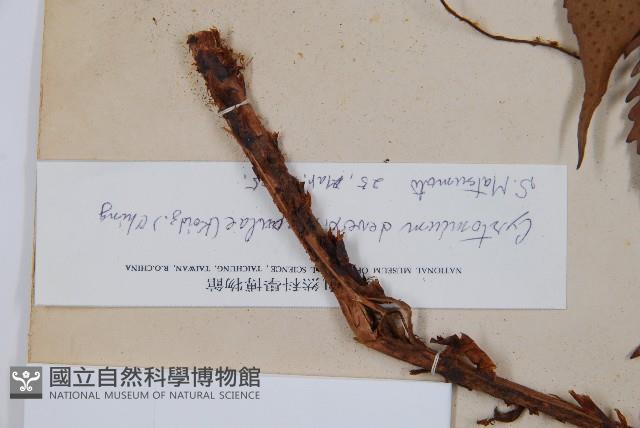 披針貫眾蕨藏品圖，第3張