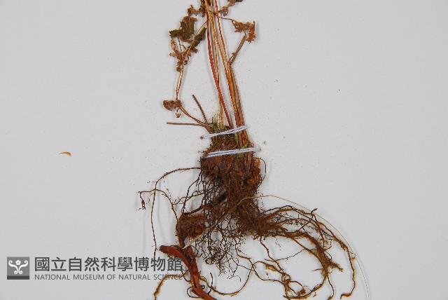 冷蕨藏品圖，第2張