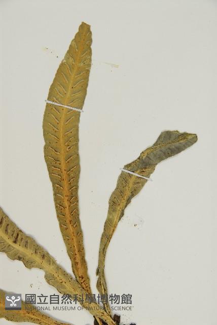 叢葉鐵角蕨藏品圖，第6張