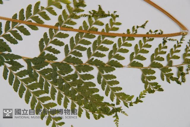 克氏鱗蓋蕨藏品圖，第3張