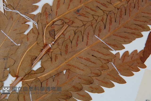 日本狗脊蕨藏品圖，第3張