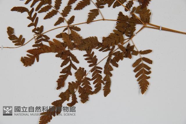 細裂羽節蕨藏品圖，第3張