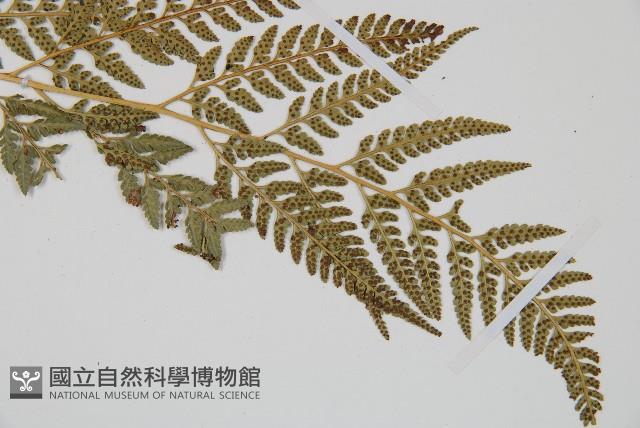 小葉複葉耳蕨藏品圖，第3張