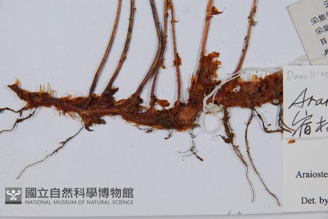 宿枝小膜蓋蕨藏品圖，第3張