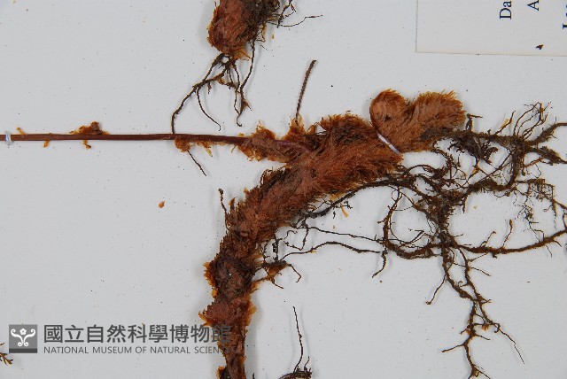 台灣小膜蓋蕨藏品圖，第3張