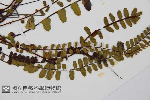 鐵角蕨藏品圖，第3張