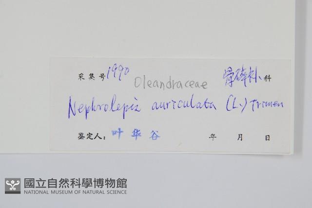 腎蕨藏品圖，第2張