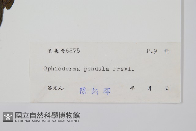 帶狀瓶爾小草藏品圖，第2張
