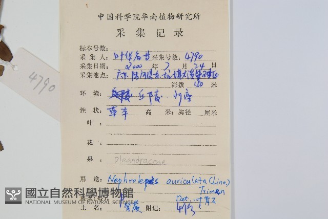 腎蕨藏品圖，第2張