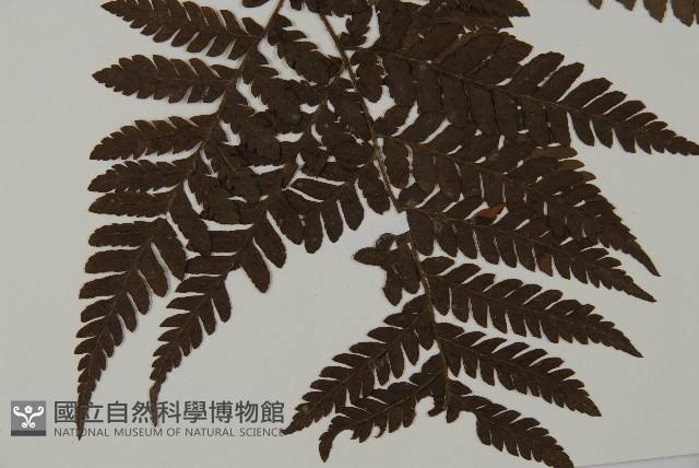 肋毛蕨藏品圖，第3張