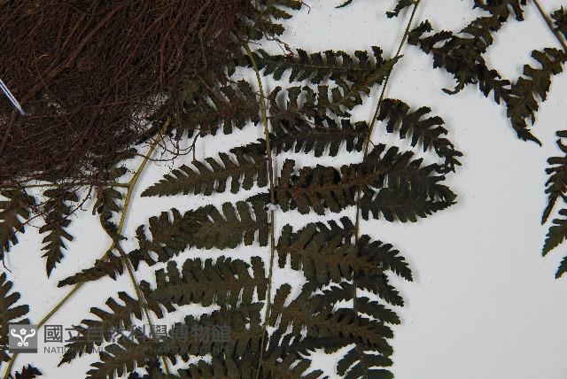 大葉貞蕨藏品圖，第3張