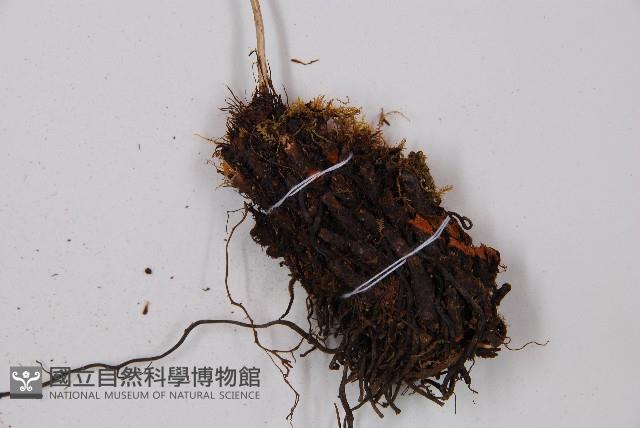 小葉蹄蓋蕨藏品圖，第3張