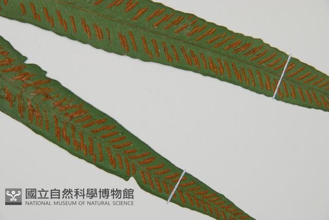 單葉雙蓋蕨藏品圖，第3張