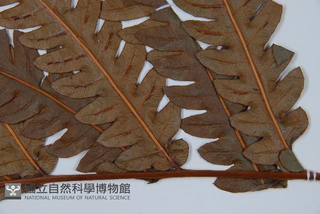 日本狗脊蕨藏品圖，第3張