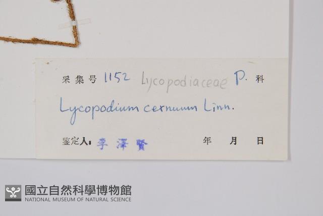 過山龍藏品圖，第2張