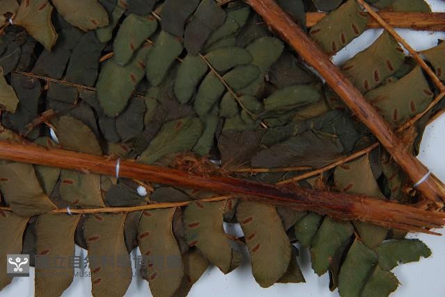 登錄號:P008487藏品圖，第3張