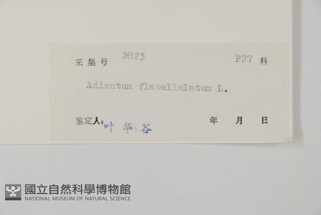 扇葉鐵線蕨藏品圖，第2張