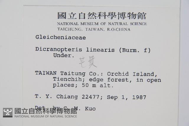 芒萁藏品圖，第2張