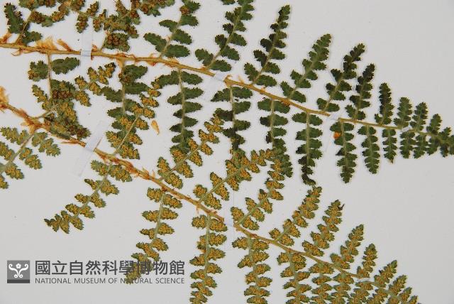 腺鱗毛蕨藏品圖，第3張