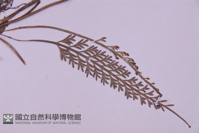 長生鐵角蕨藏品圖，第3張