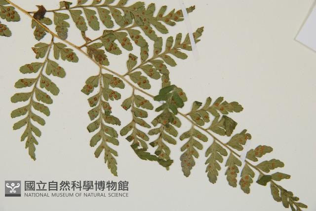 上先型鱗毛蕨、玉山假複葉耳蕨藏品圖，第3張
