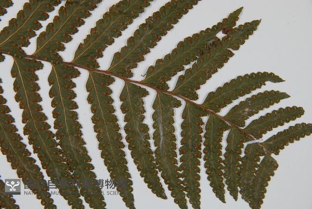 邊緣鱗蓋蕨藏品圖，第3張