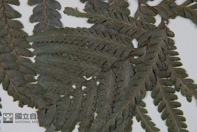 羽葉鱗蓋蕨藏品圖，第3張