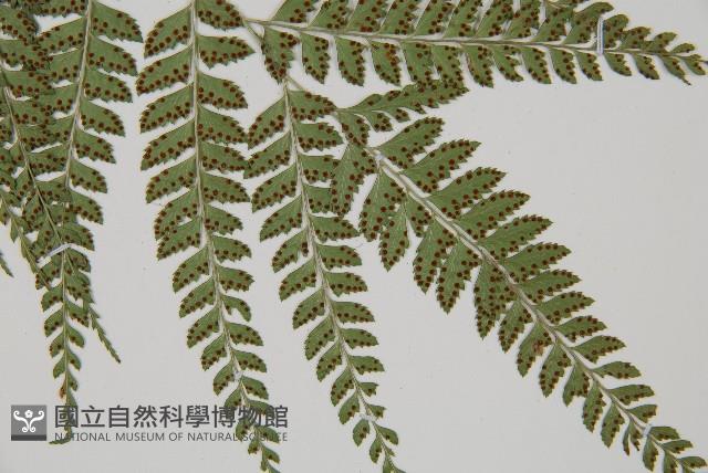 屋久複葉耳蕨藏品圖，第3張