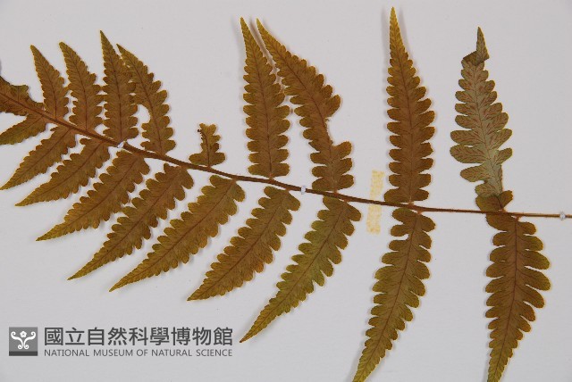 毛軸假蹄蓋蕨藏品圖，第3張