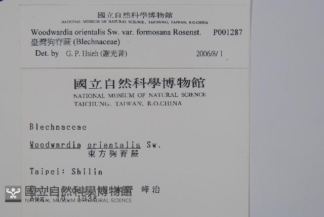 臺灣狗脊蕨藏品圖，第2張