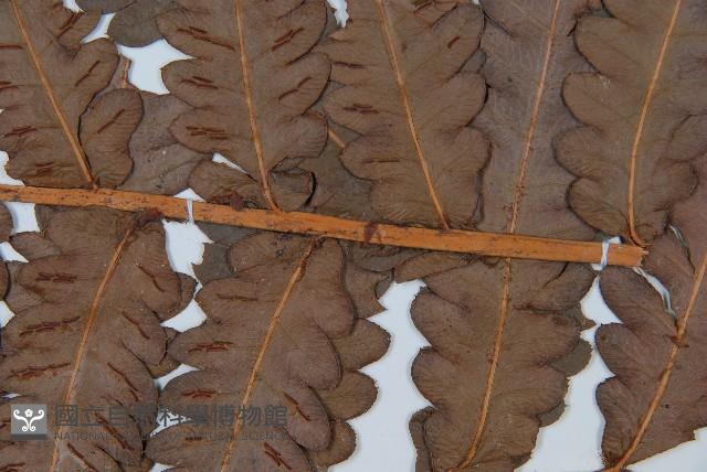 日本狗脊蕨藏品圖，第3張