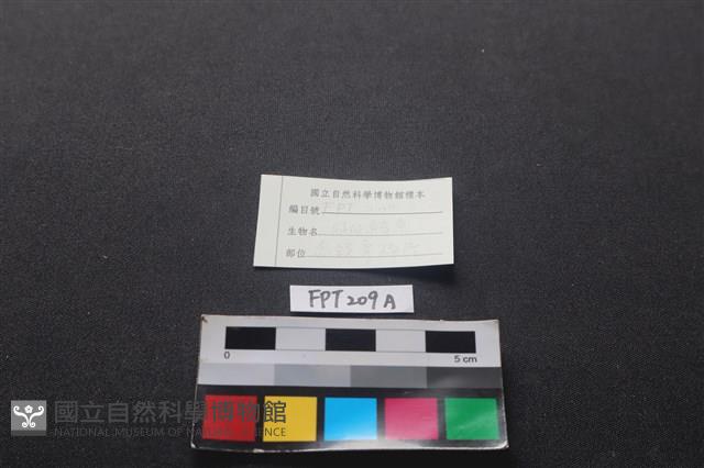 魚骨藏品圖，第3張