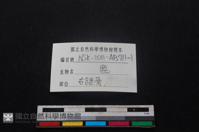 梅花鹿骨藏品圖，第3張