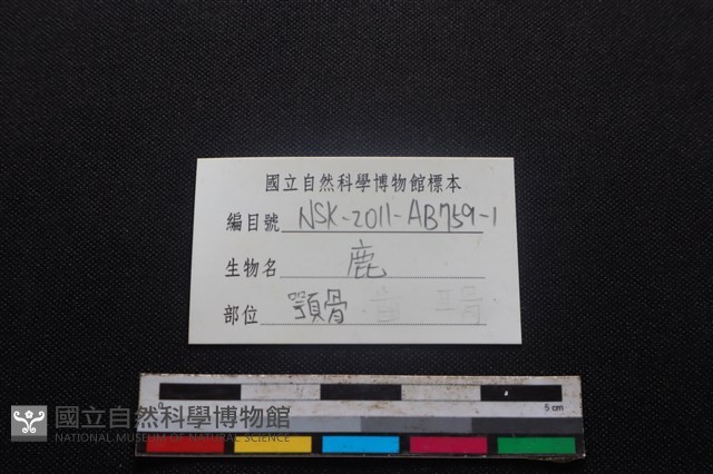 梅花鹿骨藏品圖，第3張