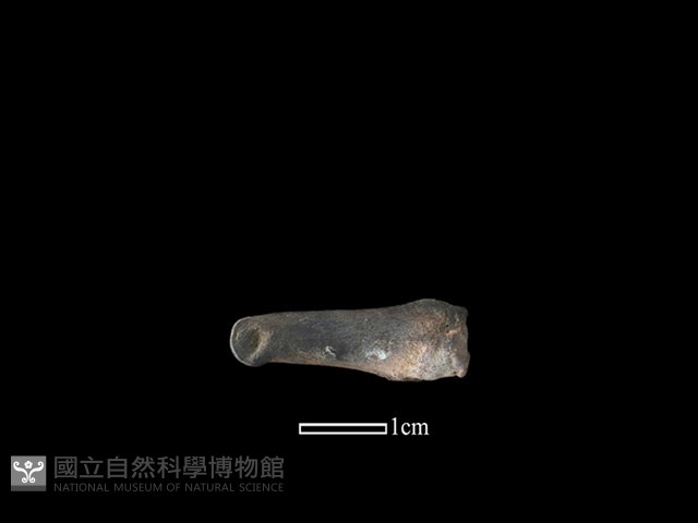 獐骨藏品圖，第3張