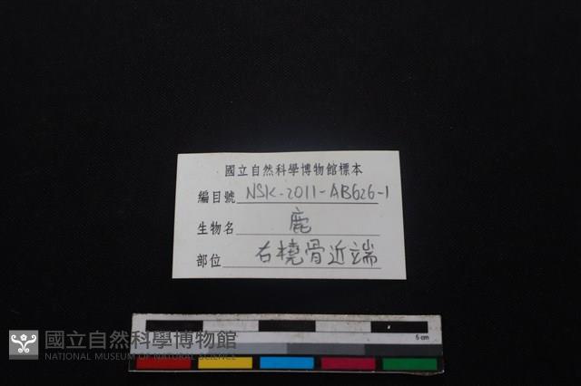 梅花鹿骨藏品圖，第3張