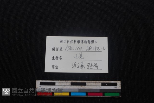山羌骨藏品圖，第3張