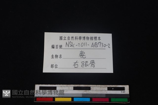 梅花鹿骨藏品圖，第3張