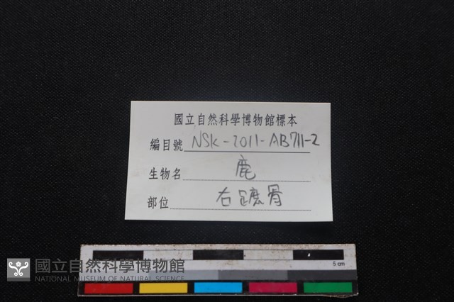 梅花鹿骨藏品圖，第3張