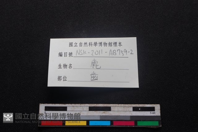 梅花鹿骨藏品圖，第3張