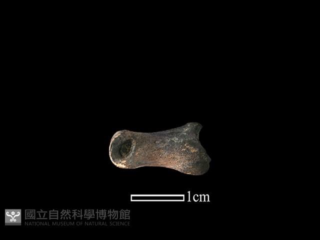 獐骨藏品圖，第3張