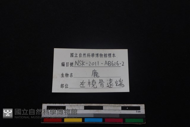 梅花鹿骨藏品圖，第3張