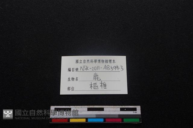 梅花鹿骨藏品圖，第3張
